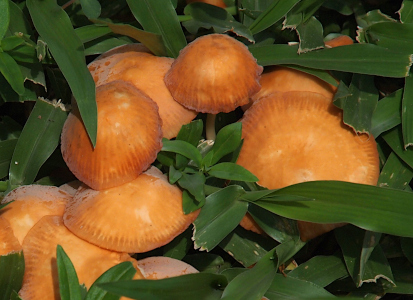 [A cluster of about eight light brown mushrooms have some flattened and overlapping caps. The cap on one mushroom, which has not yet flattened, has an upside-down bowl shape and a relatively thin stem. The tops seem to have flattened naturally, so that may be a stage of the growing cycle.]